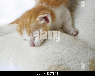 Katze-Familie - Siesta-Zeit Stockfoto
