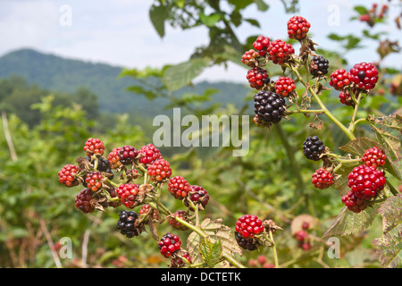 Reife Brombeeren Berg im Vordergrund mit bewaldeten Bergen dahinter Stockfoto