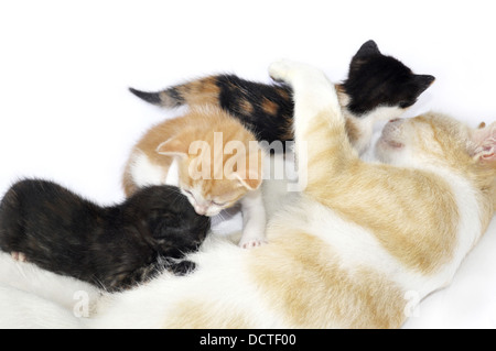 Katzenfamilie - Fütterung Stockfoto