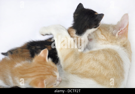 Katzenfamilie - Fütterung Stockfoto