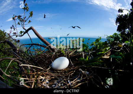 Fregattvogel Nest mit einem Ei auf Alcatrazes Island, North Shore von Sao Paulo Zustand, Brasilien Stockfoto