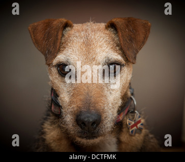 Studio-Porträt von einem Terrier Hund Stockfoto