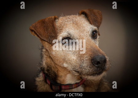 Studio-Porträt von einem Terrier Hund Stockfoto