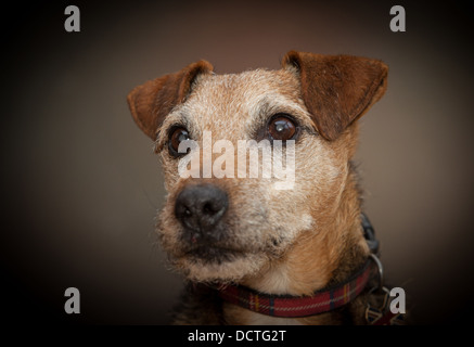 Studio-Porträt von einem Terrier Hund Stockfoto