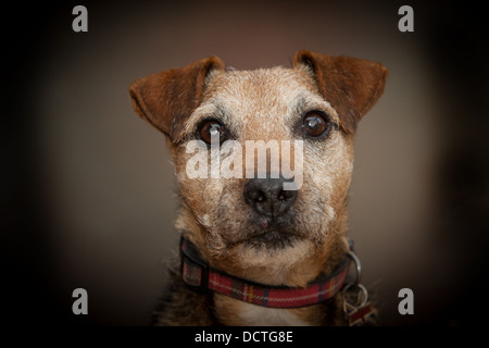 Studio-Porträt von einem Terrier Hund Stockfoto