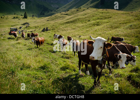 Rinder/Kühe/Stiere in Combe de Graydon am Fuße des Gebirges Roc d ' Enfer, Alpenraum, Frankreich getrieben wird. Stockfoto