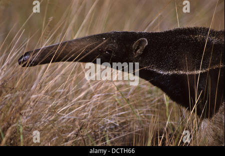 Großer Ameisenbär (Myrmecophaga Tridactyla), in portugiesischer Sprache bekannt als Tamanduá-Bandeira, Insel Bananal, Brasilien Stockfoto