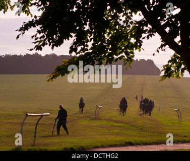 Rennpferde zurück von morgen auf Übung Galopp Stockfoto