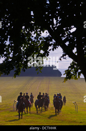 Rennpferde zurück von morgen auf Übung Galopp Stockfoto