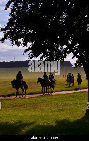 Rennpferde zurück von morgen auf Übung Galopp Stockfoto