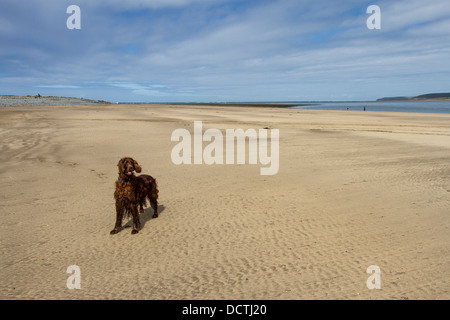 Irish Red Setter stehen auf sandigen Strand bei Ebbe Stockfoto