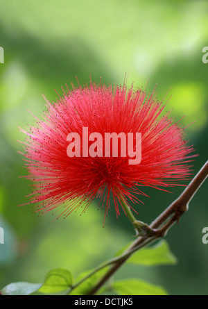 Rot Puderquaste, Calliandra Haematocephala, Fabaceae. Brasilien, Südamerika. Stockfoto