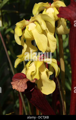 Blasse Schlauchpflanze, Sarracenia Alata "Roten Deckel", Sarraceniaceae. Sorte. Stockfoto