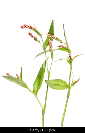 Rotschenkel, Persicaria Maculosa, wilde Blumen und Laub isoliert gegen weiß Stockfoto
