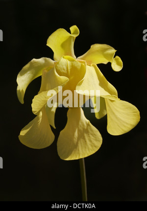 Blasse Schlauchpflanze, Sarracenia Alata "Roten Deckel", Sarraceniaceae. Sorte. Stockfoto