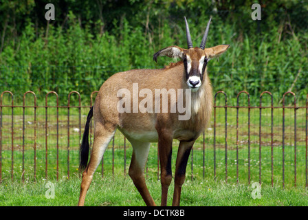 Roan Antilope Hippotragus Spitzfußhaltung im Zoo von Chester Stockfoto