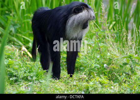 Brüllaffen im Zoo von Chester Stockfoto