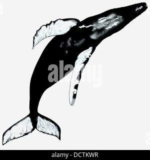 Der Bucklige ist einem luftatmenden Meeressäuger und ist eine Art von Bartenwal. Stockfoto
