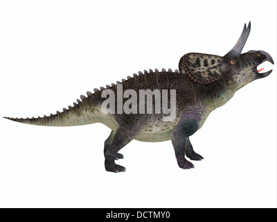 Zuniceratops war eine Gattung Exklusivmerkmal Dinosaurier, das war ein Pflanzenfresser und lebten in der Kreidezeit in Nordamerika. Stockfoto