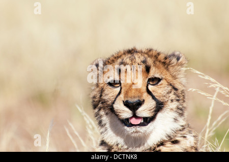 Porträt von niedlichen Cheetah Cub, Acinonyx Jubatus, lecken, Lippen, Namibia, Afrika Stockfoto