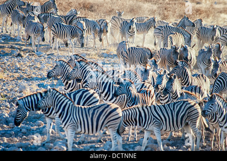 Herde oder Blenden von Burchell's Zebra, Equus burchellii, das zum Okaukuejo Wasserloch, Etosha National Park, Namibia, Afrika Stockfoto