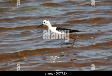 Nahaufnahme von einem Futtersuche Stelzenläufer (Himantopus Himantopus) Stockfoto