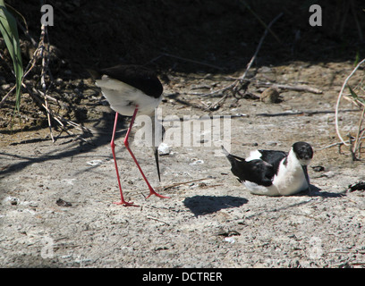 Nahaufnahme einer Reifen und eine juvenile Stelzenläufer (Himantopus Himantopus) ruhen Stockfoto