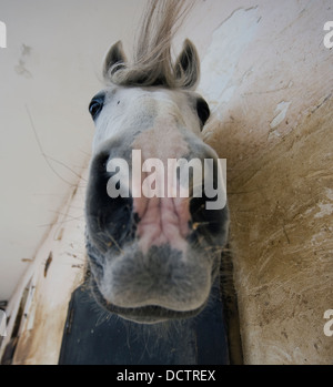 Des Pferdes Schnauze, Mellihea Malta Stockfoto