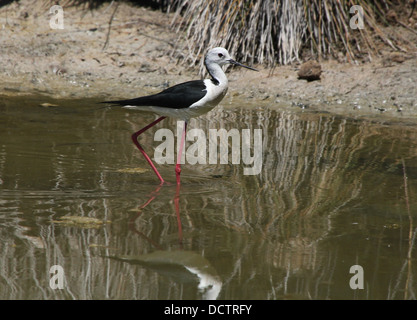 Nahaufnahme von einem Futtersuche Stelzenläufer (Himantopus Himantopus) Stockfoto