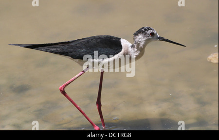 Nahaufnahme von einem Futtersuche Stelzenläufer (Himantopus Himantopus) Stockfoto