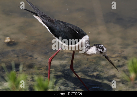 Nahaufnahme von einem Futtersuche Stelzenläufer (Himantopus Himantopus) Stockfoto