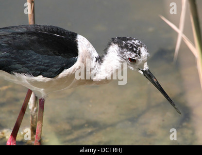 Sehr detaillierte kurz geschoren des Kopfes und der Stückliste eine Futtersuche Stelzenläufer (Himantopus Himantopus) Stockfoto