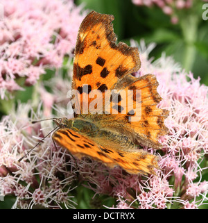 Detaillierte Makro Bild von einem Komma Schmetterling (Polygonia c-Album) auf Futtersuche auf Hanf-Agrimony Blüte Stockfoto