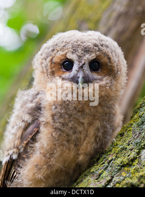 Nahaufnahme von einem jungen Waldkauz thront in einem Baum. Stockfoto