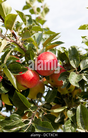 Rote Äpfel an einem Baum wachsen Stockfoto