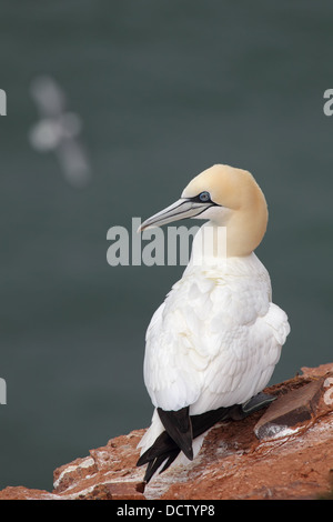 Basstölpel (Morus Bassanus) auf Helgoland. Stockfoto