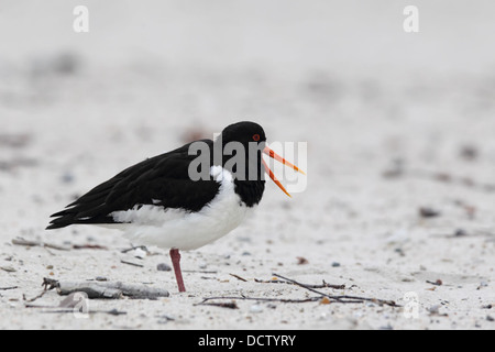 Eurasischen Austernfischer (Haematopus Ostralegus) am Strand auf Helgoland. Stockfoto