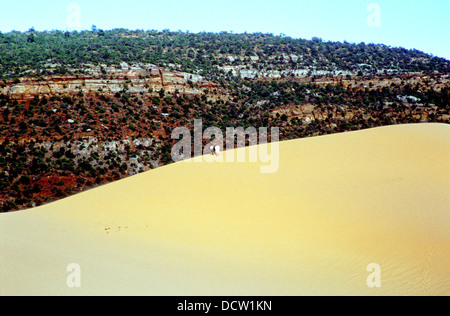 Coral Pink Sand Dunes State Park, in der Nähe von Kanab Utah, USA. Stockfoto
