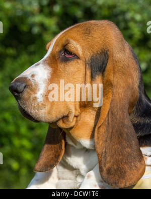 Ein Basset Hound, Seitenansicht des Kopfes in Nahaufnahme Stockfoto