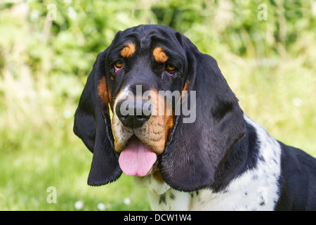 Nahaufnahme von einem dreifarbigen Basset Hound keuchend Stockfoto