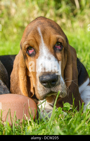 Nahaufnahme eines unartigen dreifarbigen Basset Hound Welpen mit einem Schuh Stockfoto