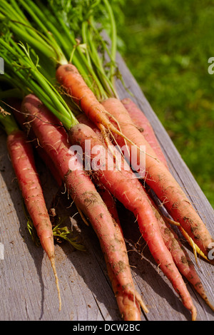 Frisch ernten Sie Karotten, Hardwick, Vermont, New England, USA Stockfoto