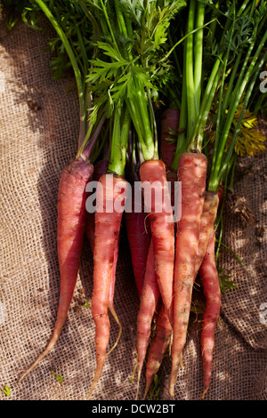 Frisch ernten Sie Karotten, Hardwick, Vermont, New England, USA Stockfoto