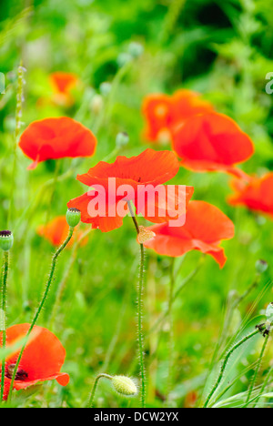 Roter Wilder Mohn in einer grünen Wiese Stockfoto