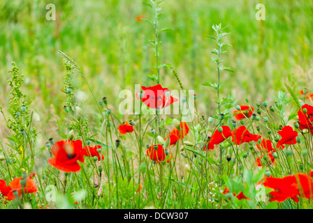 Roter Wilder Mohn in einer grünen Wiese Stockfoto