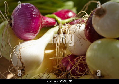 Frische rote und weiße Zwiebeln an der Stowe, Vermont, Bauernmarkt, New England, USA Stockfoto