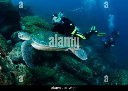 Sporttaucher und Schildkröten schwimmen im Laje de Santos Marine Park, São Paulo Zustand Ufer, Brasilien Stockfoto