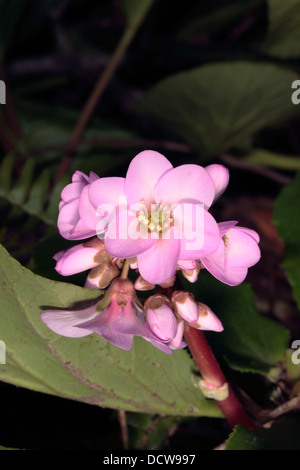 Nahaufnahme von Schmidts Elefantenohren Blume-Bergenie X Schmidtii-Familie Saxifragaceae Stockfoto