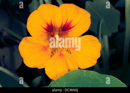 Nahaufnahme der Kapuzinerkresse Blume - Tropaeolum Majus - Familie Tropaeolaceae Stockfoto