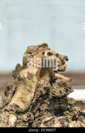 Ein Erdmännchen Ausschau nach der Gruppe Stockfoto